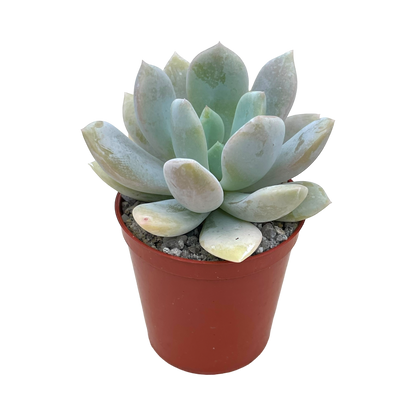 Echeveria 'Rabad'