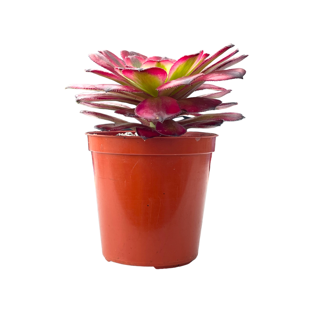 Aeonium 'Mardi Gras'