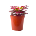 Aeonium 'Mardi Gras'