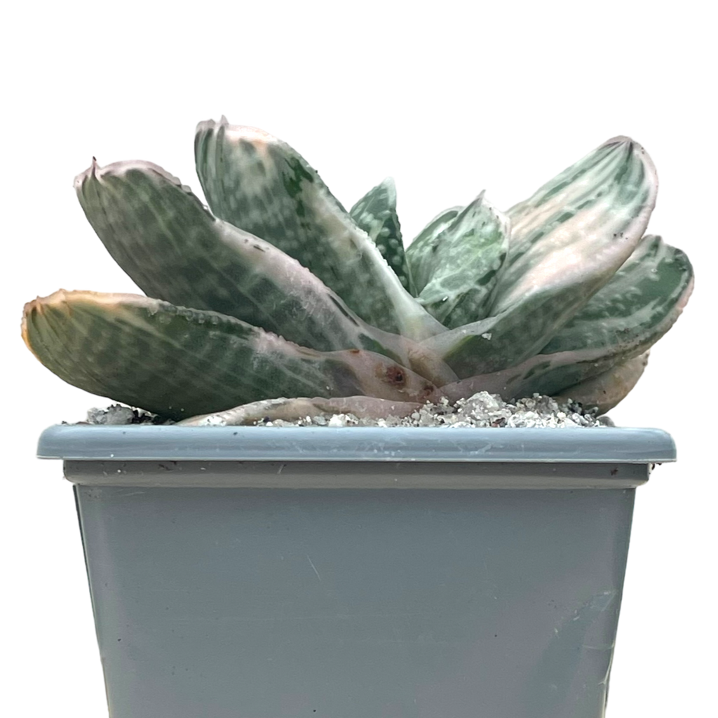 Gasteria 'Salad Cream'