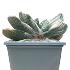 Gasteria 'Salad Cream'