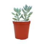 Sedum commixtum | Comic Tom