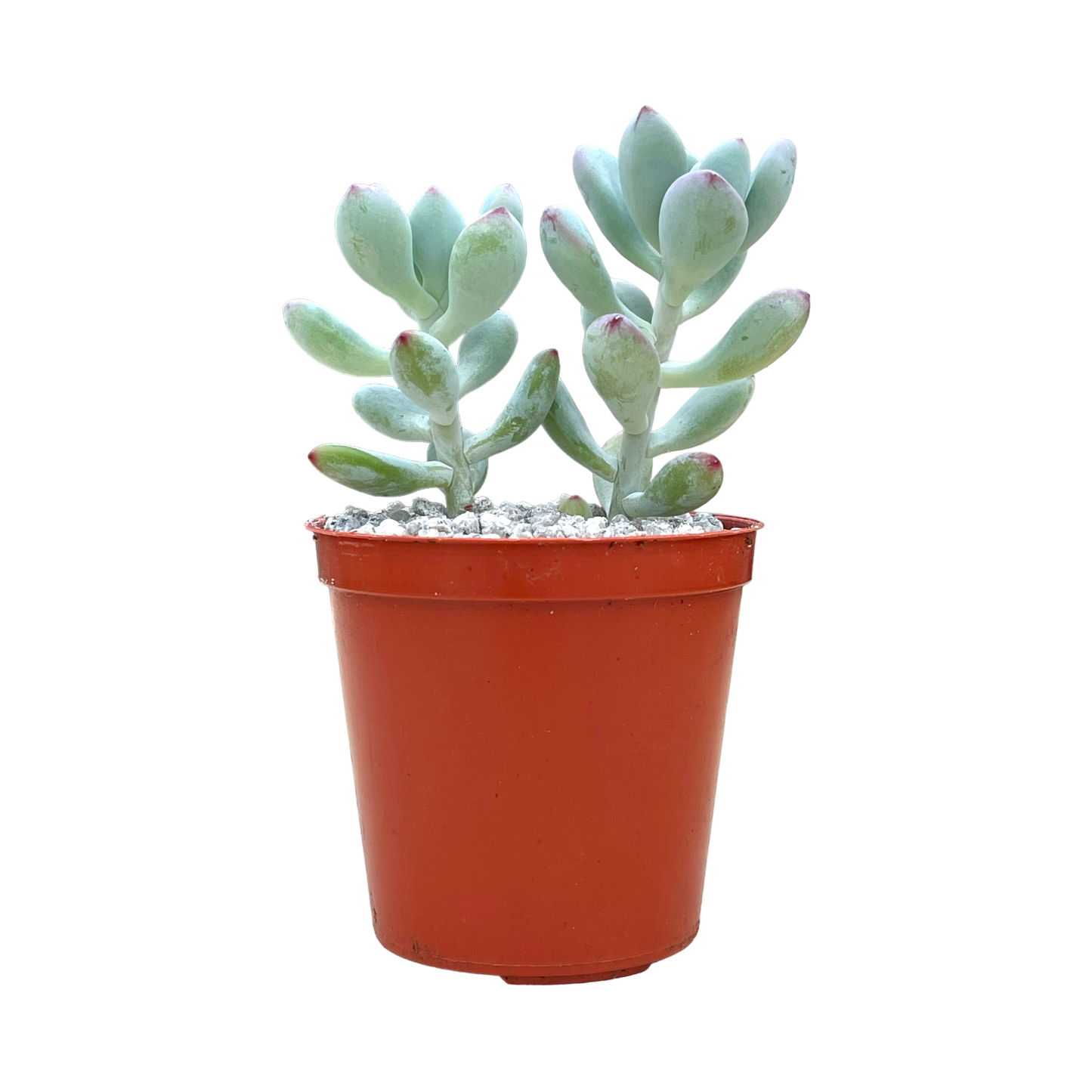 Sedum commixtum 'Comic Tom’