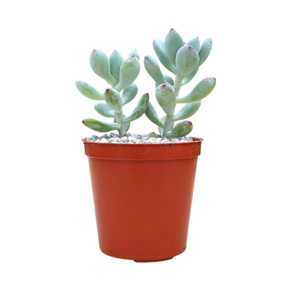 Echeveria 'Popcorn'