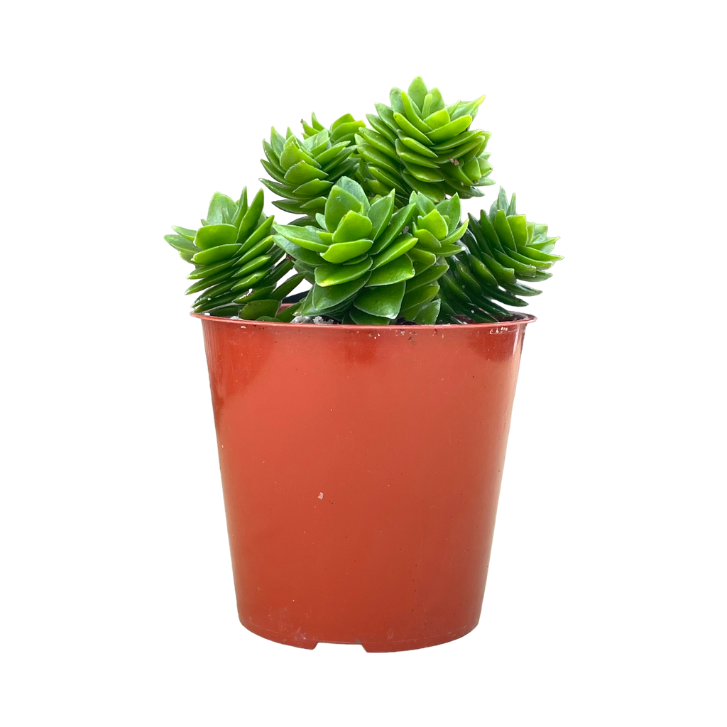Crassula 'Estagnol'