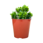 Crassula 'Estagnol'