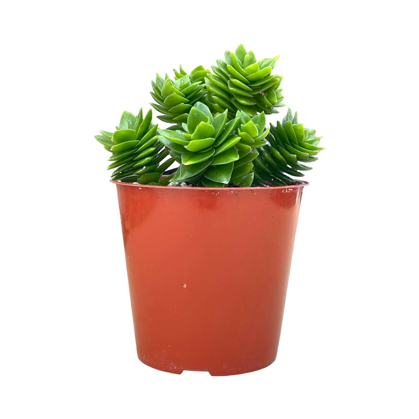 Crassula 'Estagnol'