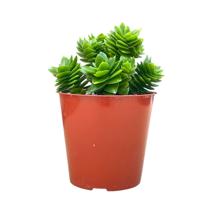 Crassula 'Estagnol'