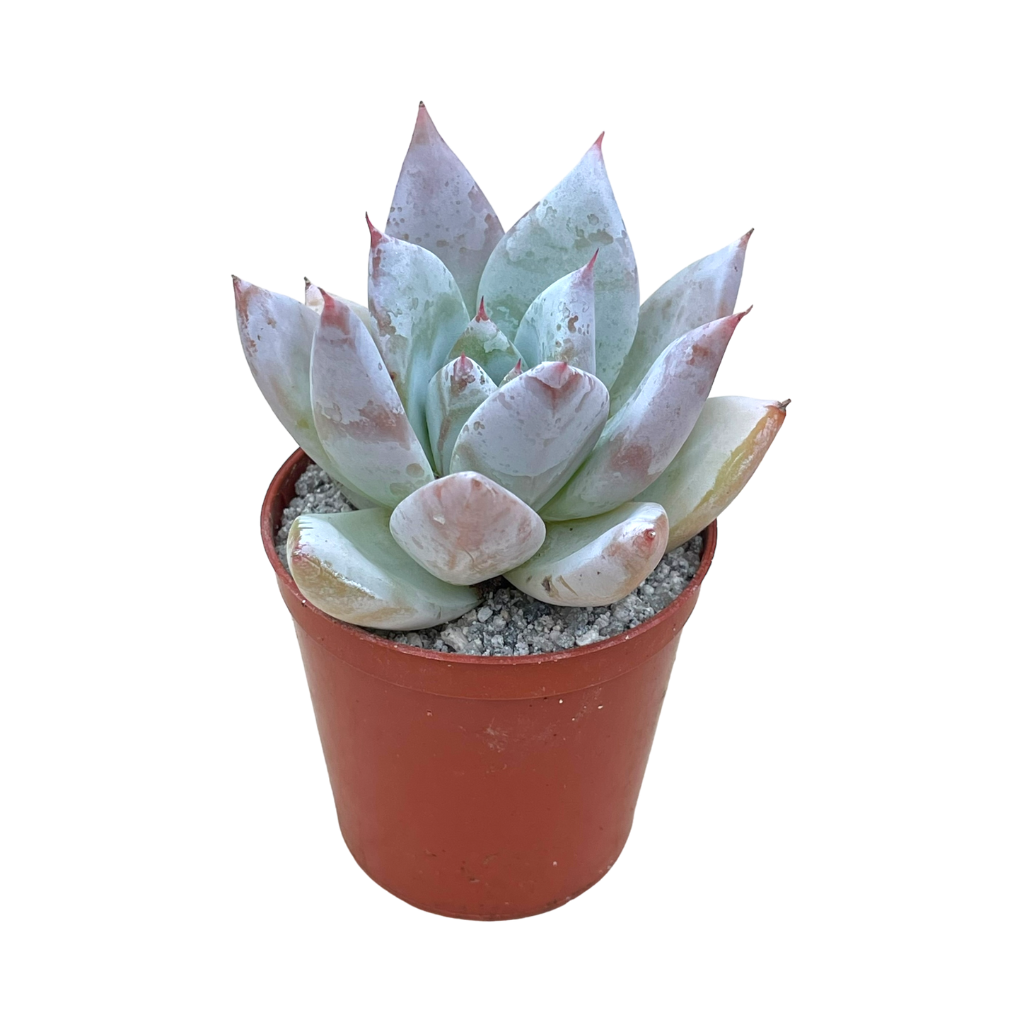 Echeveria 'Mexican Giant'