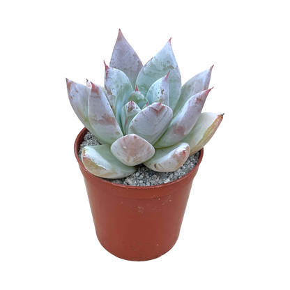 Echeveria 'Mexican Giant'