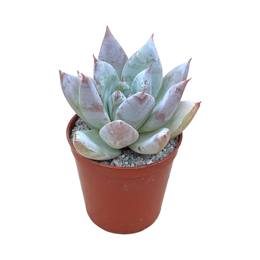 Echeveria 'Mexican Giant'