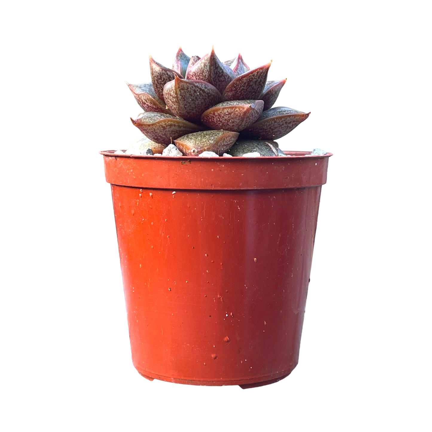 Echeveria chinensis