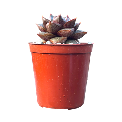 Echeveria chinensis