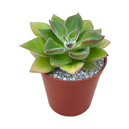 Echeveria 'Giant Mexican Firecracker'