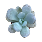 Echeveria laui x Pachyphytum oviferum