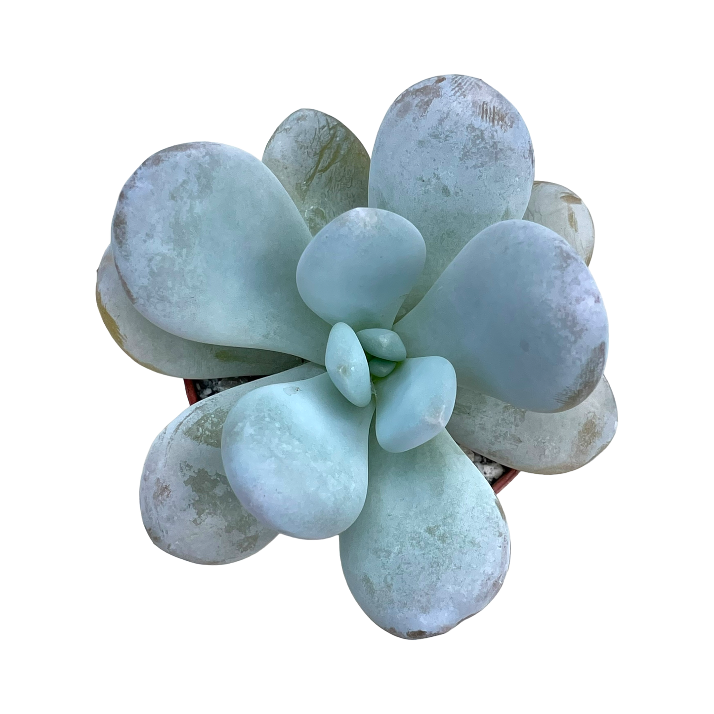 Echeveria laui x Pachyphytum oviferum