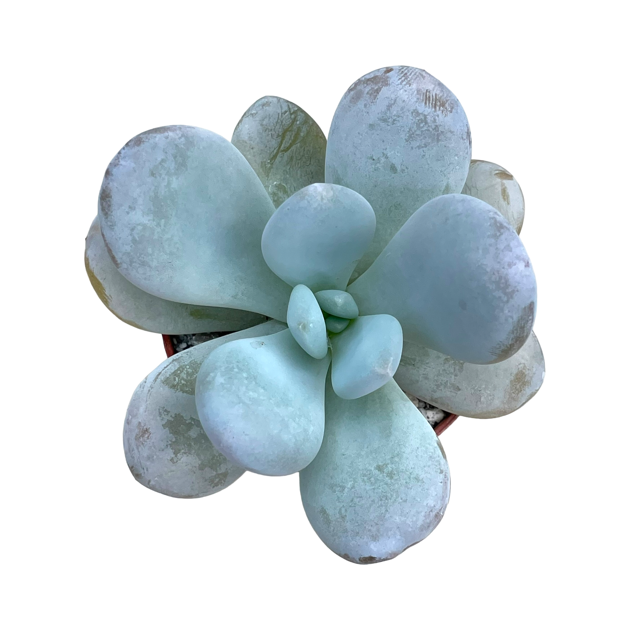 Echeveria laui x Pachyphytum oviferum