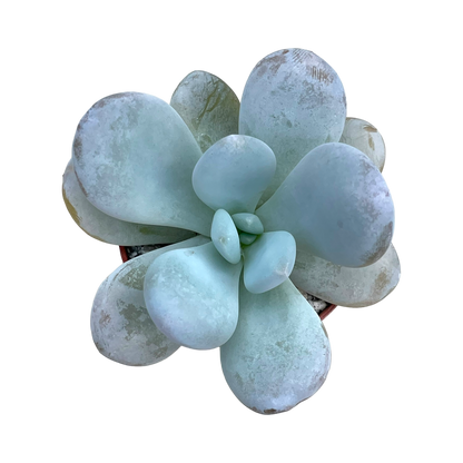 Echeveria laui x Pachyphytum oviferum