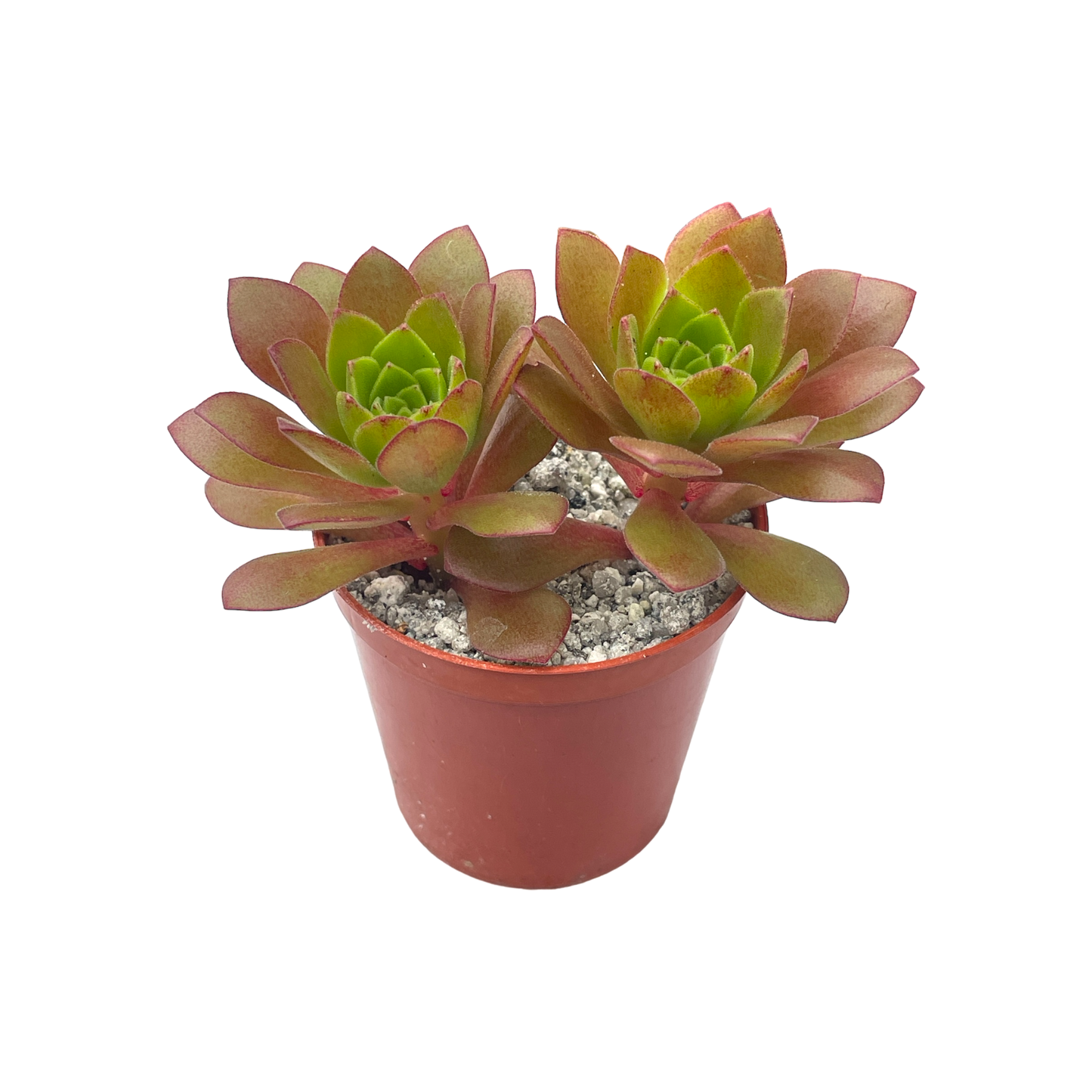 Aeonium 'Plum Thumb'