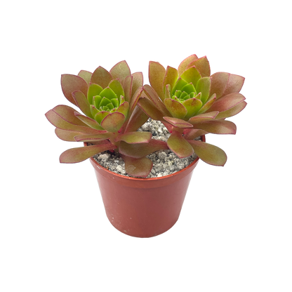 Aeonium 'Plum Thumb'