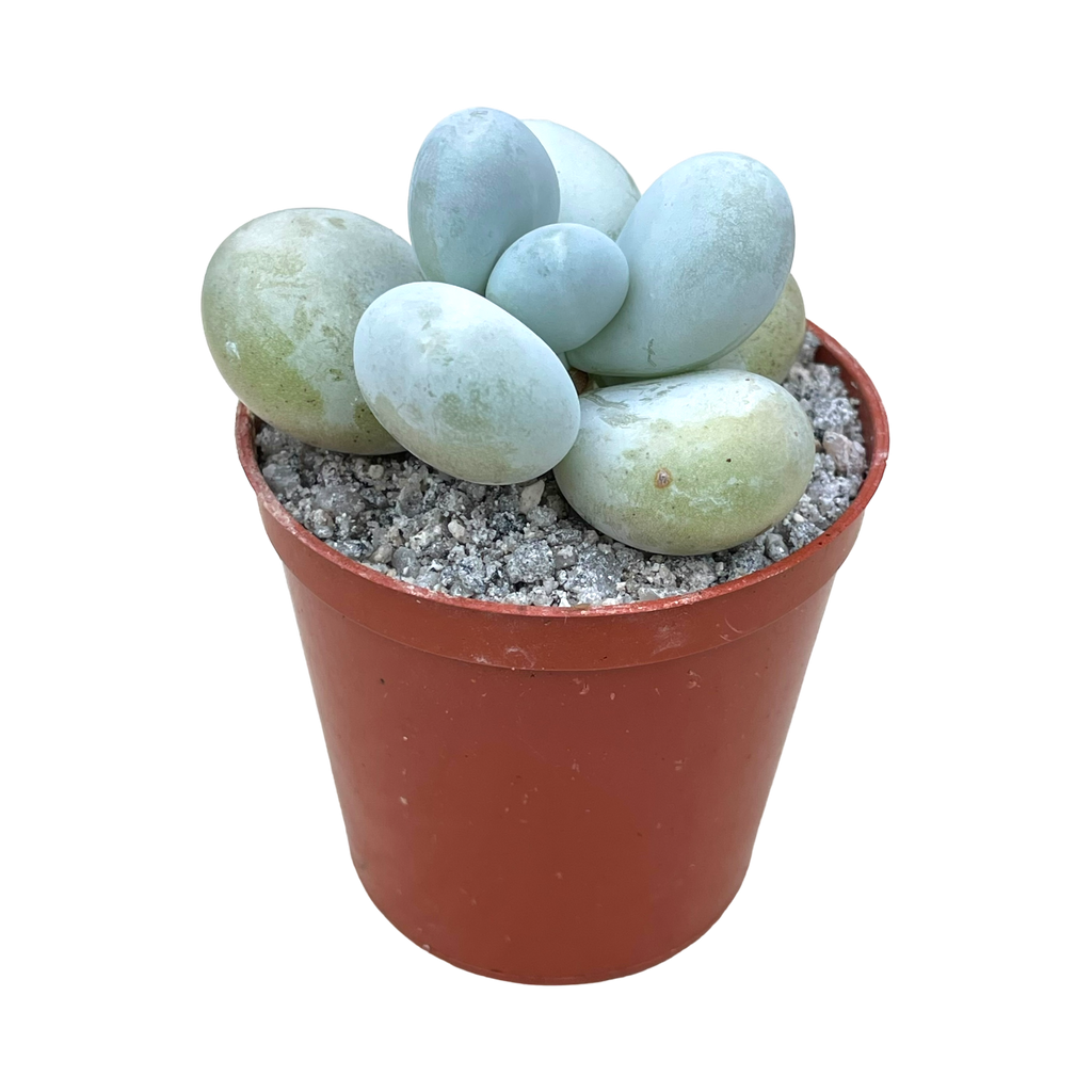 Pachyphytum oviferum | Moonstones