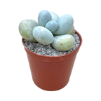 Pachyphytum oviferum | Moonstones