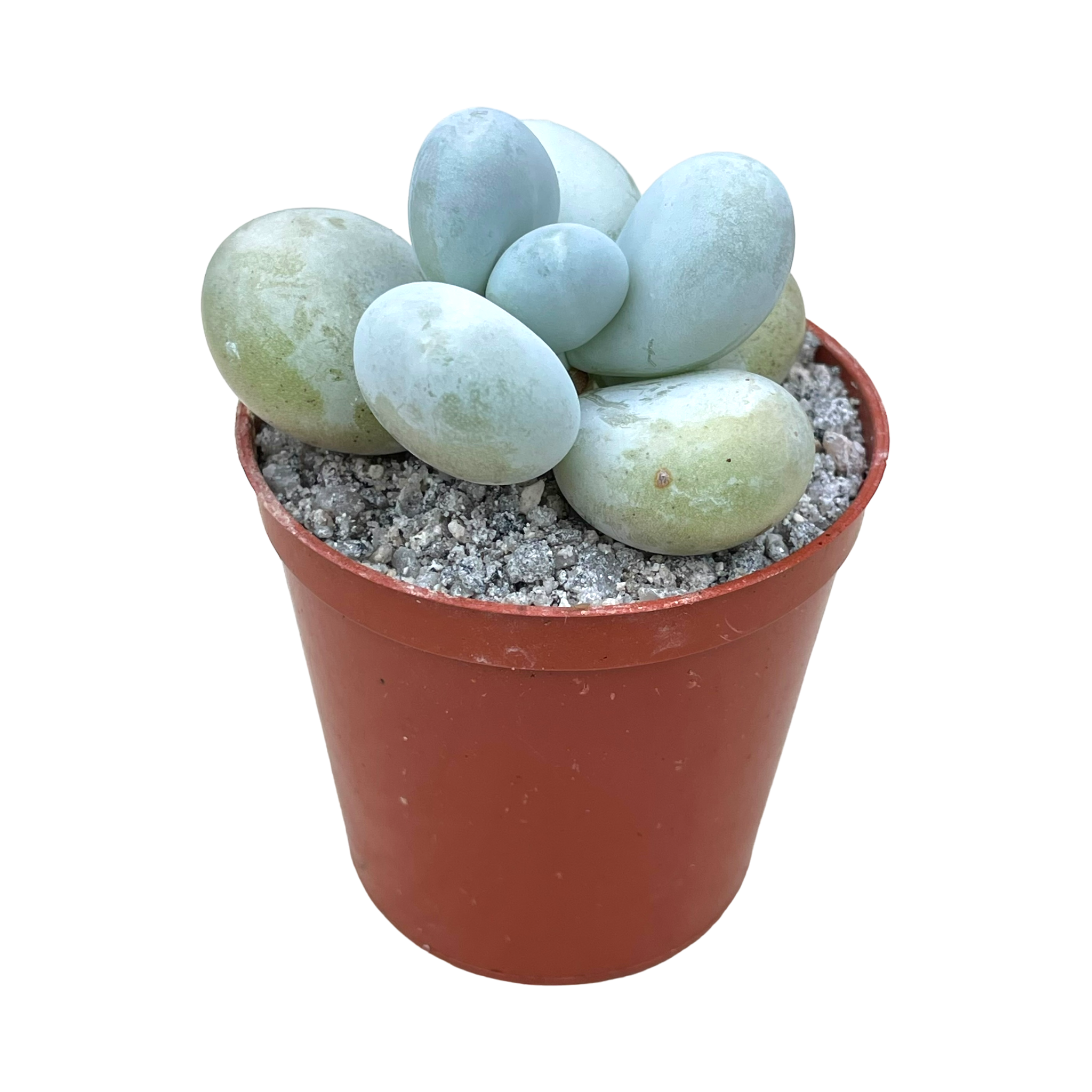 Pachyphytum oviferum | Moonstones