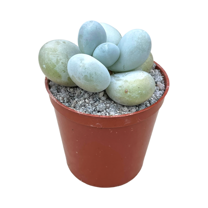 Pachyphytum oviferum 'Moonstones'