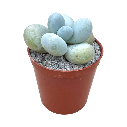 Pachyphytum oviferum 'Moonstones'