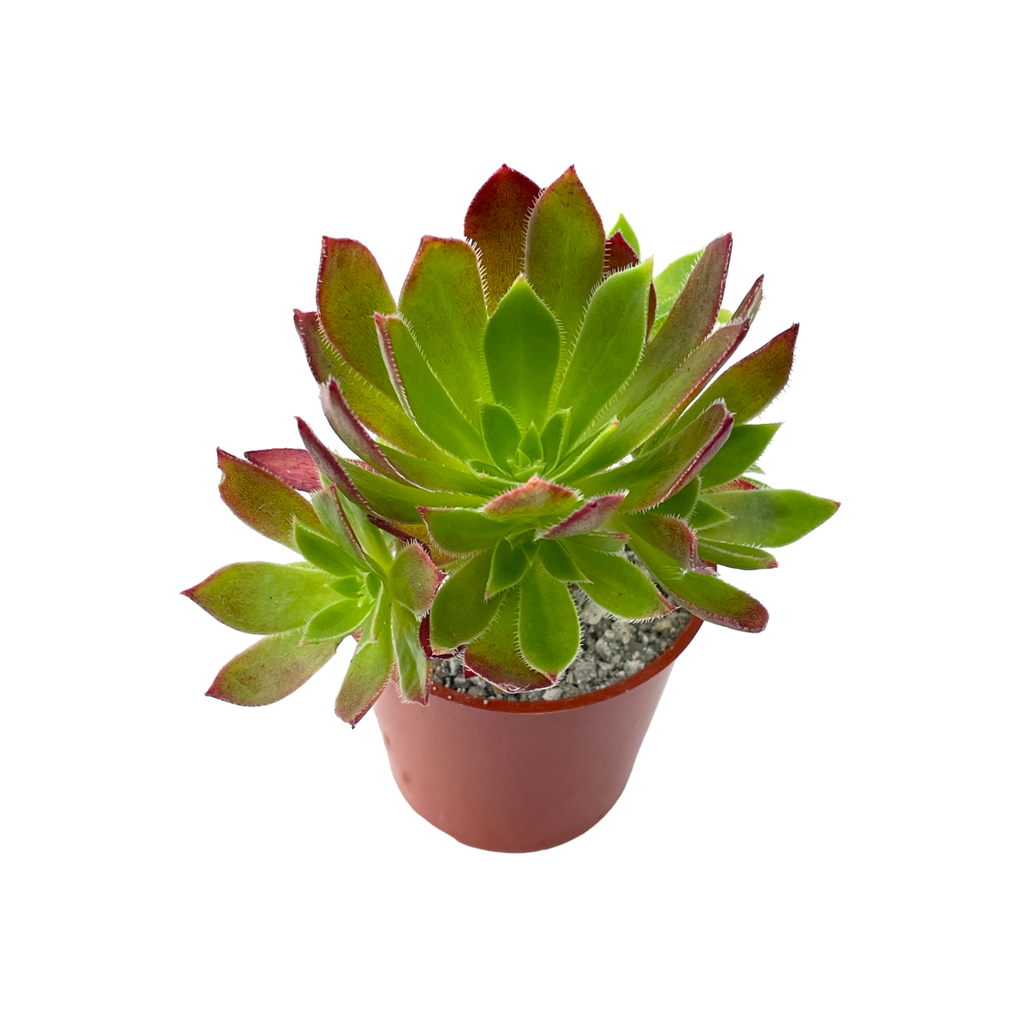 Aeonium 'Cornish Tribute'