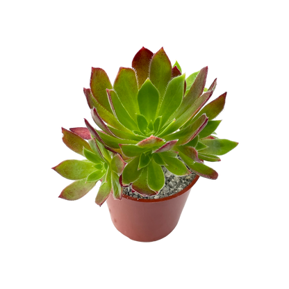 Aeonium 'Cornish Tribute'