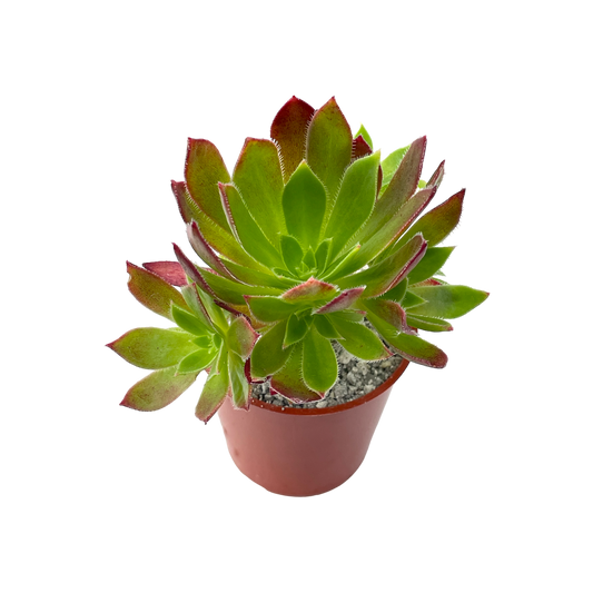 Aeonium 'Cornish Tribute'