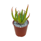 Aloe humilis