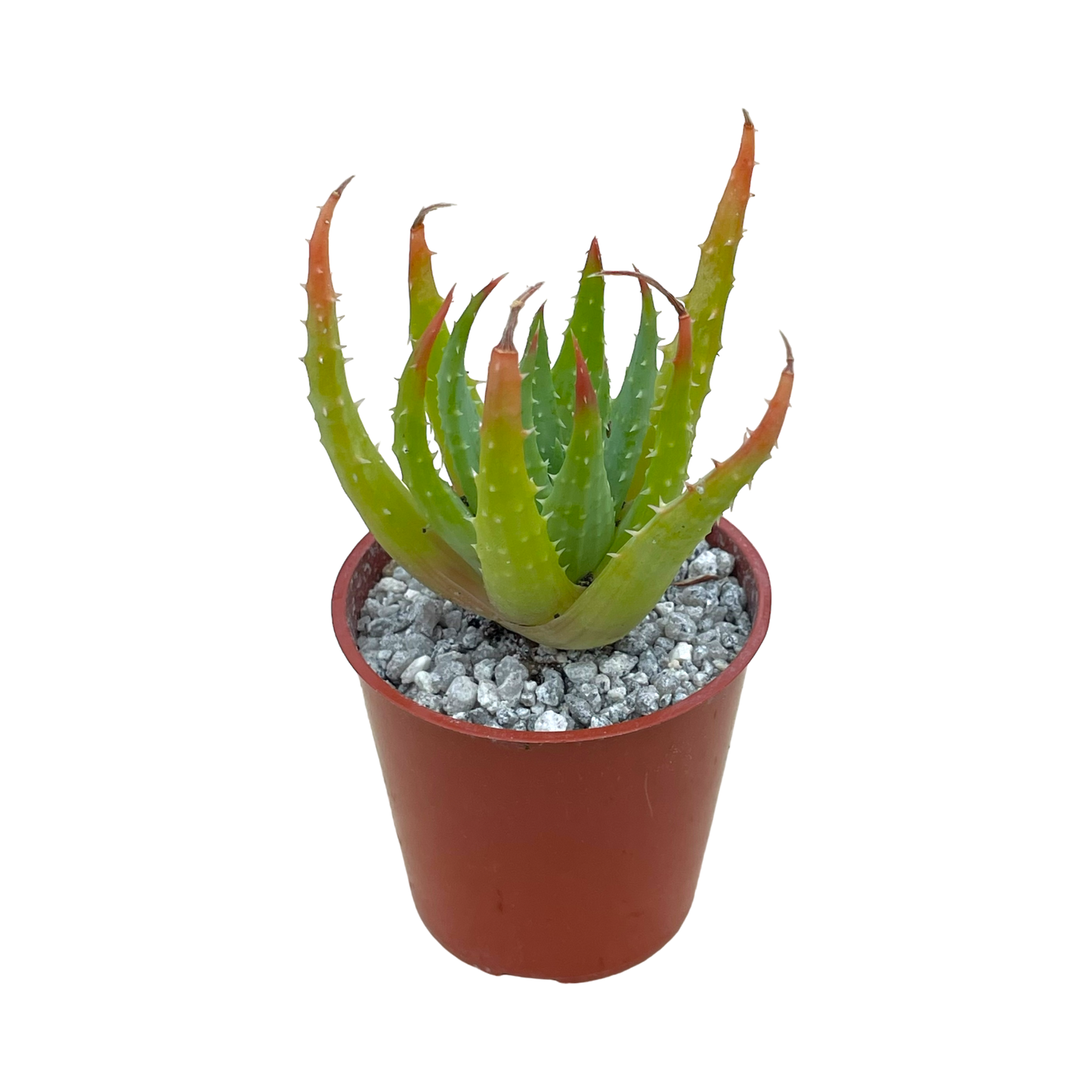 Aloe humilis