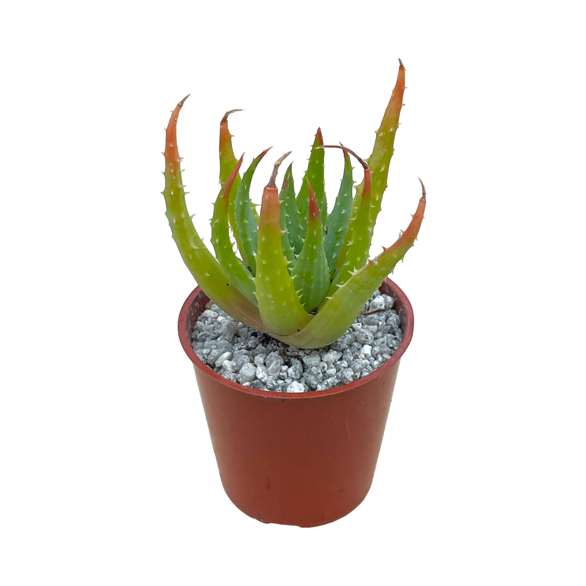 Aloe humilis