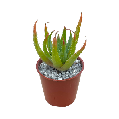 Aloe humilis