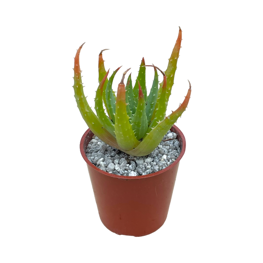 Aloe humilis