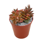 Anacampseros rufescens