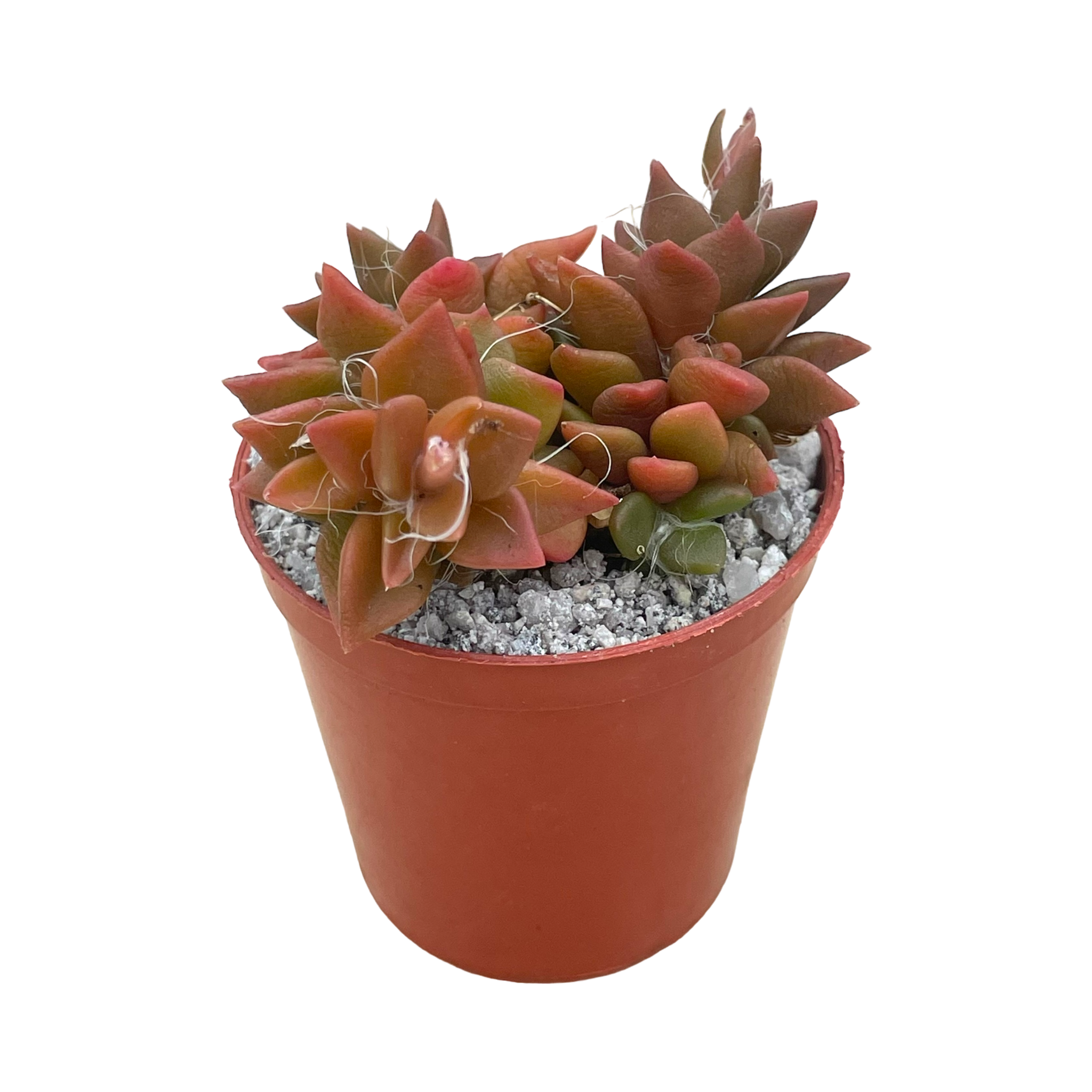 Anacampseros rufescens