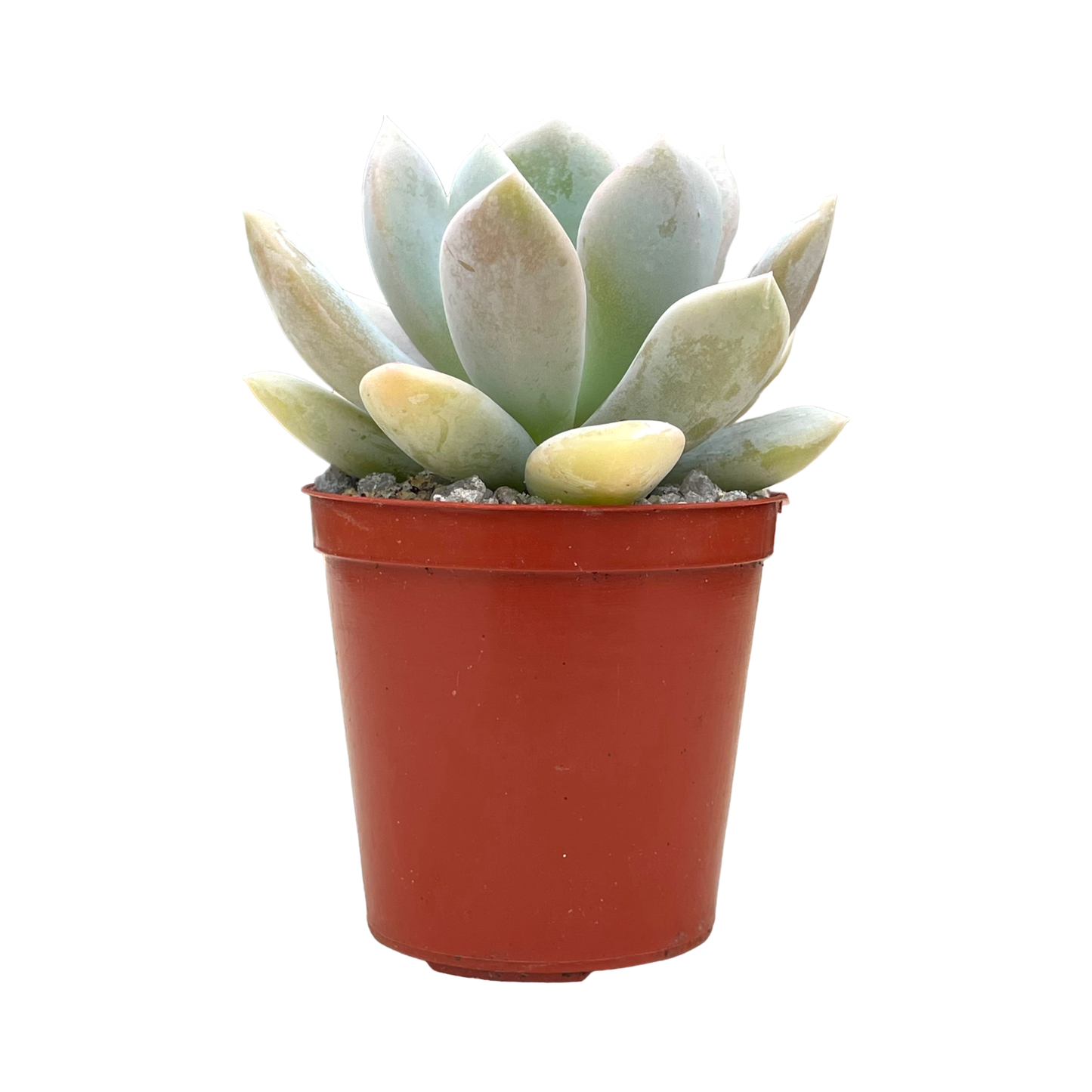 Echeveria 'Rabad'