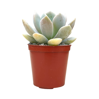 Echeveria 'Rabad'