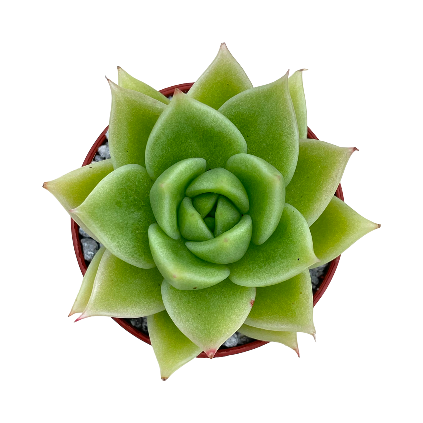 Echeveria 'Corymbosa'