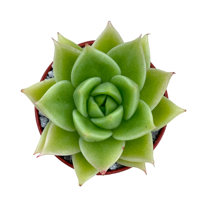 Echeveria 'Corymbosa'