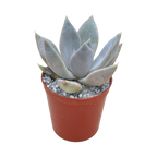 Echeveria 'Mr Grey'