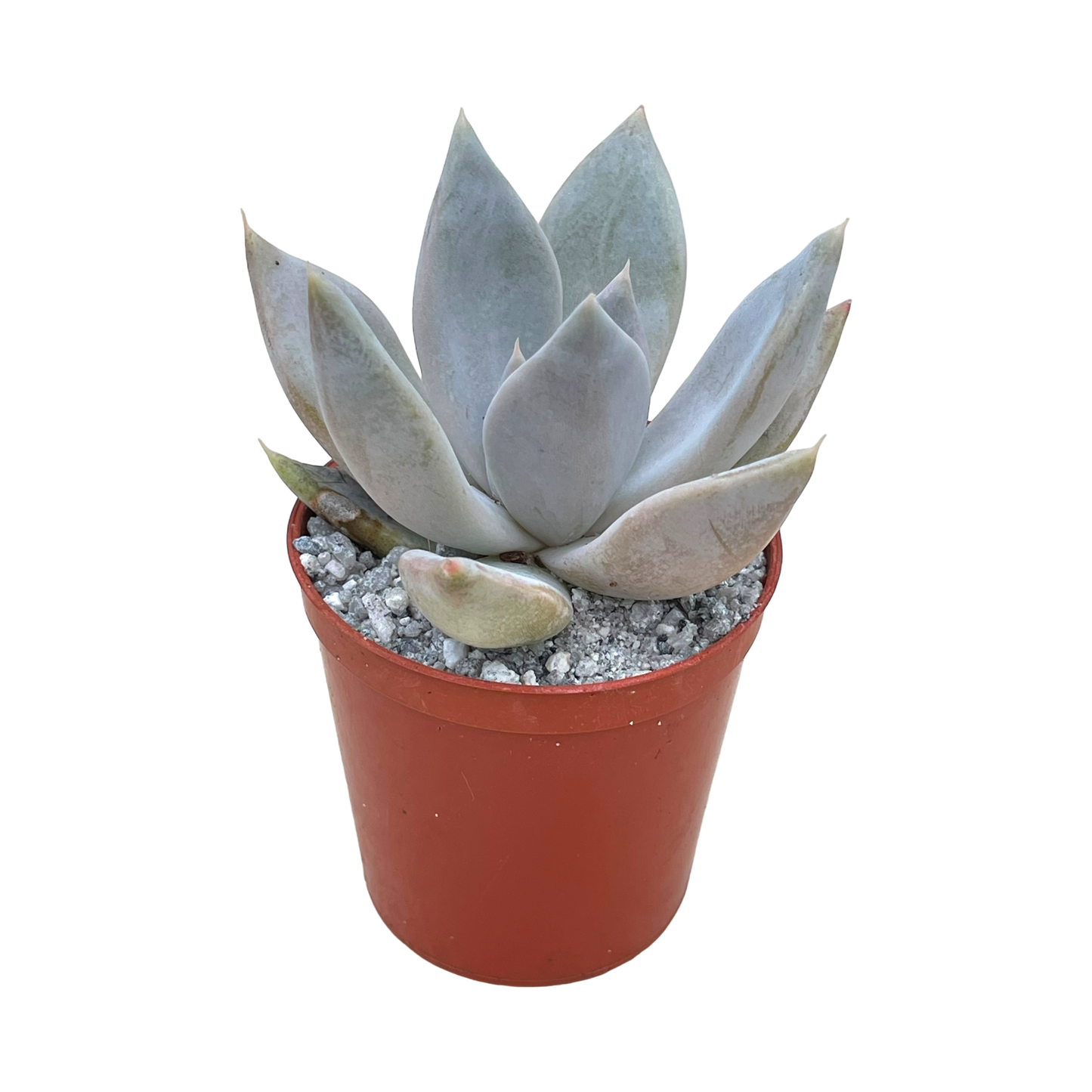 Echeveria 'Mr Grey'