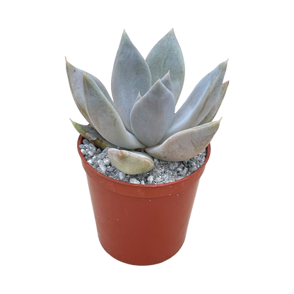 Echeveria 'Mr Grey'