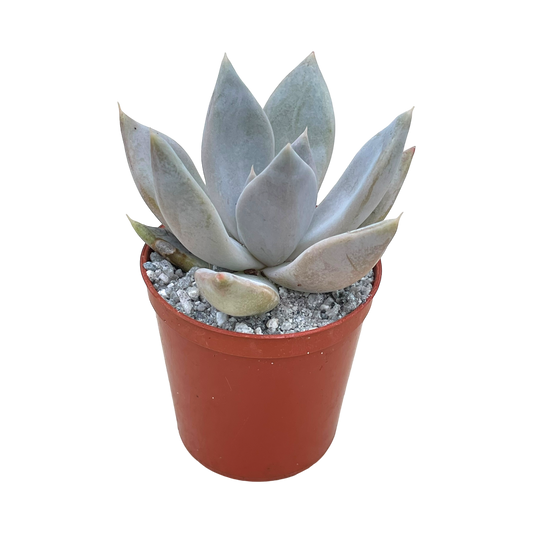 Echeveria 'Mr Grey'