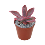 Echeveria 'Golden Towers'