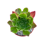 Aeonium x holospathulatum