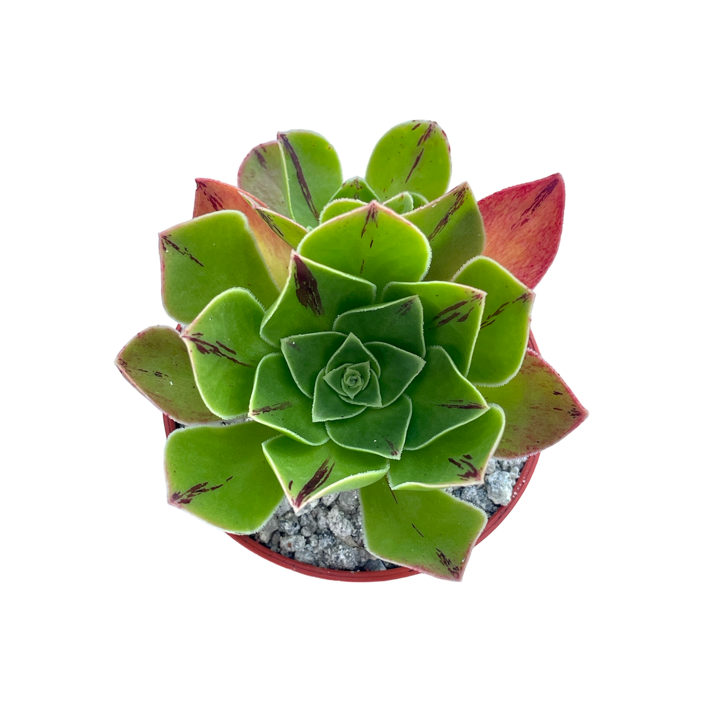 Aeonium x holospathulatum